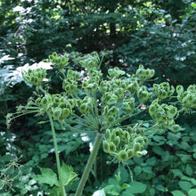 Load image into Gallery viewer, Close up of a seed head forming on cow parsnip (Heracleum maximum). One of 100+ species of Pacific Northwest native plants available at Sparrowhawk Native Plants, Native Plant Nursery in Portland, Oregon.