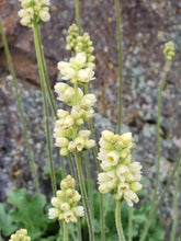 Load image into Gallery viewer, Close-up of the creamy yellow flowers of alpine alumroot (Heuchera cylindrica). One of about 200 species of Pacific Northwest native plants available at Sparrowhawk Native Plants in Portland, Oregon.