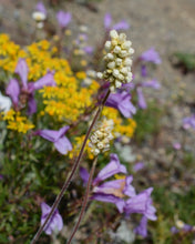 Load image into Gallery viewer, Creamy yellow flowers of alpine alumroot (Heuchera cylindrica) in a native meadow. One of about 200 species of Pacific Northwest native plants available at Sparrowhawk Native Plants in Portland, Oregon.