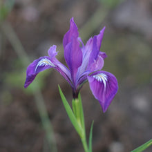 Load image into Gallery viewer, Close-up of purple Oregon iris in bloom (Iris tenax). One of approximately 200 species of Pacific Northwest native plants available at Sparrowhawk Native Plants, Native Plant Nursery in Portland, Oregon.