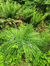Load image into Gallery viewer, Mature growth habit of Oregon iris in bloom (Iris tenax). One of approximately 200 species of Pacific Northwest native plants available at Sparrowhawk Native Plants, Native Plant Nursery in Portland, Oregon.