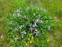 Load image into Gallery viewer, Mature growth habit of Oregon iris in bloom (Iris tenax). One of approximately 200 species of Pacific Northwest native plants available at Sparrowhawk Native Plants, Native Plant Nursery in Portland, Oregon.