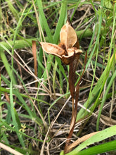 Load image into Gallery viewer, Dried, open seed head of Oregon iris (Iris tenax). One of approximately 200 species of Pacific Northwest native plants available at Sparrowhawk Native Plants, Native Plant Nursery in Portland, Oregon.