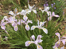 Load image into Gallery viewer, Mature growth habit of Oregon iris in bloom (Iris tenax). One of approximately 200 species of Pacific Northwest native plants available at Sparrowhawk Native Plants, Native Plant Nursery in Portland, Oregon.