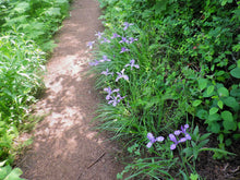 Load image into Gallery viewer, Several Oregon iris plants (Iris tenax) in bloom along a trailside. One of approximately 200 species of Pacific Northwest native plants available at Sparrowhawk Native Plants, Native Plant Nursery in Portland, Oregon.