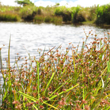 Load image into Gallery viewer, A large, wild population of taper-tip rush (Juncus acuminatus) beside a pond. One of approximately 200 species of Pacific Northwest native plants available at Sparrowhawk Native Plants, native plant nursery in Portland, Oregon.