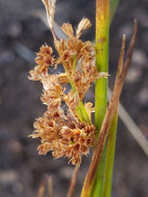 Load image into Gallery viewer, Close up of the dried seed head of pacific rush (Juncus effusus), also known as common rush, pasture rush, or soft rush. One of approximately 200 species of Pacific Northwest native plants available at Sparrowhawk Native Plants, Native Plant Nursery in Portland, Oregon.
