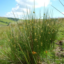 Load image into Gallery viewer, Growth habit of pacific rush (Juncus effusus), also known as common rush, pasture rush, or soft rush. One of approximately 200 species of Pacific Northwest native plants available at Sparrowhawk Native Plants, Native Plant Nursery in Portland, Oregon.
