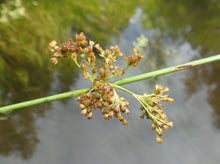 Load image into Gallery viewer, Close up of the inflorescence of pacific rush (Juncus effusus), also known as common rush, pasture rush, or soft rush. One of approximately 200 species of Pacific Northwest native plants available at Sparrowhawk Native Plants, Native Plant Nursery in Portland, Oregon.