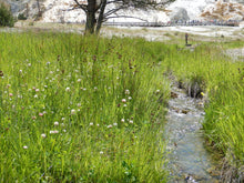 Load image into Gallery viewer, Dagger-leaf rush (Juncus ensifolius) in the wild. One of approximately 200 species of Pacific Northwest native plants available at Sparrowhawk Native Plants, native plant nursery in Portland, Oregon.