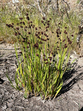 Load image into Gallery viewer, A wild clump of dagger-leaf rush (Juncus ensifolius) with seed heads. One of approximately 200 species of Pacific Northwest native plants available at Sparrowhawk Native Plants, native plant nursery in Portland, Oregon.