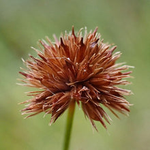Load image into Gallery viewer, Close up of a seed head of dagger-leaf rush (Juncus ensifolius). One of approximately 200 species of Pacific Northwest native plants available at Sparrowhawk Native Plants, native plant nursery in Portland, Oregon.