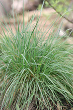 Cargar imagen en el visor de la galería, Prairie junegrass (Koeleria macrantha) in the habitat garden. One of 150+ species of Pacific Northwest native plants available at Sparrowhawk Native Plants, Native Plant Nursery in Portland, Oregon.