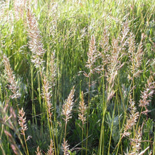 Load image into Gallery viewer, Oregon native Prairie Junegrass (Koeleria macrantha). Available at Sparrowhawk Native Plants Nursery in Portland, Oregon.