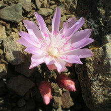 Load image into Gallery viewer, Close up of the splendidly showy, rosy pink flower of bitterroot (Lewisia rediviva) One of the 150+ species of Pacific Northwest native plants available at Sparrowhawk Native Plants in Portland, Oregon.