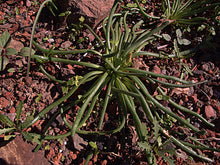 Load image into Gallery viewer, The succulent foliage of the native bitterroot plant (Lewisia rediviva) One of the 150+ species of Pacific Northwest native plants available at Sparrowhawk Native Plants in Portland, Oregon. 