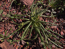 Load image into Gallery viewer, The succulent foliage of the native bitterroot plant (Lewisia rediviva) One of the 150+ species of Pacific Northwest native plants available at Sparrowhawk Native Plants in Portland, Oregon.