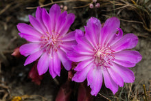 Load image into Gallery viewer, Two hot pink bitterroot flowers (Lewisia rediviva) One of the 150+ species of Pacific Northwest native plants available at Sparrowhawk Native Plants in Portland, Oregon. 