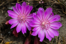 Load image into Gallery viewer, Two hot pink bitterroot flowers (Lewisia rediviva) One of the 150+ species of Pacific Northwest native plants available at Sparrowhawk Native Plants in Portland, Oregon.