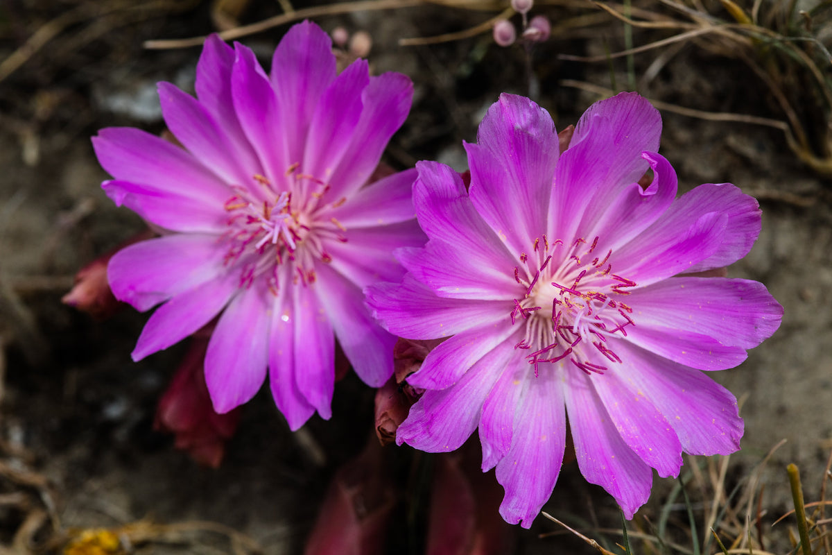 bitterroot flower seeds Bitterroot – Sparrowhawk Native Plants