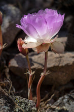 Load image into Gallery viewer, A sideways look at an upright pink bitterroot flower (Lewisia rediviva) One of the 150+ species of Pacific Northwest native plants available at Sparrowhawk Native Plants in Portland, Oregon.