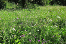 Load image into Gallery viewer, Celery-leaved lovage (Ligusticum apiifolium) in a native meadow. One of approximately 200 species of Pacific Northwest native plants available at Sparrowhawk Native Plants, Native Plant Nursery in Portland, Oregon.