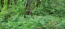 Load image into Gallery viewer, Celery-leaved lovage (Ligusticum apiifolium) in a native woodland. One of approximately 200 species of Pacific Northwest native plants available at Sparrowhawk Native Plants, Native Plant Nursery in Portland, Oregon.