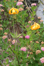 Cargar imagen en el visor de la galería, Orange flowers of tiger lily (Lilium columbianum) blooming in an alpine habitat. One of approximately 200 species of Pacific Northwest native plants available at Sparrowhawk Native Plants, Native Plant Nursery in Portland, Oregon.