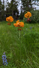 Cargar imagen en el visor de la galería, Tiger lily (Lilium columbianum) in bloom in an open, meadow habitat. One of approximately 200 species of Pacific Northwest native plants available at Sparrowhawk Native Plants, Native Plant Nursery in Portland, Oregon.