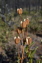 Cargar imagen en el visor de la galería, Dried, brown seed heads on Tiger lily (Lilium columbianum). One of approximately 200 species of Pacific Northwest native plants available at Sparrowhawk Native Plants, Native Plant Nursery in Portland, Oregon.