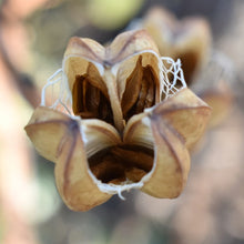 Cargar imagen en el visor de la galería, Overhead, closeup view of seed head showing seeds of Tiger lily (Lilium columbianum). One of approximately 200 species of Pacific Northwest native plants available at Sparrowhawk Native Plants, Native Plant Nursery in Portland, Oregon.