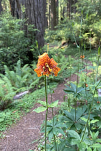 Cargar imagen en el visor de la galería, Tiger lily (Lilium columbianum) in bloom along a wooded trail. One of approximately 200 species of Pacific Northwest native plants available at Sparrowhawk Native Plants, Native Plant Nursery in Portland, Oregon.