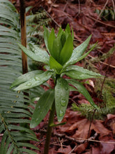 Cargar imagen en el visor de la galería, Early foliage of tiger lily (Lilium columbianum) adorned with raindrops. One of approximately 200 species of Pacific Northwest native plants available at Sparrowhawk Native Plants, Native Plant Nursery in Portland, Oregon.