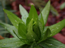 Cargar imagen en el visor de la galería, Close up of early foliage of tiger lily (Lilium columbianum) adorned with raindrops. One of approximately 200 species of Pacific Northwest native plants available at Sparrowhawk Native Plants, Native Plant Nursery in Portland, Oregon.