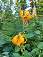 Cargar imagen en el visor de la galería, Orange flowers of tiger lily (Lilium columbianum) with snowberry in the background. One of approximately 200 species of Pacific Northwest native plants available at Sparrowhawk Native Plants, Native Plant Nursery in Portland, Oregon.