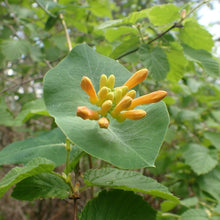 Load image into Gallery viewer, Flower buds of orange honeysuckle (Lonicera ciliosa). One of approximately 200 species of Pacific Northwest native plants available at Sparrowhawk Native Plants in Portland, Oregon.