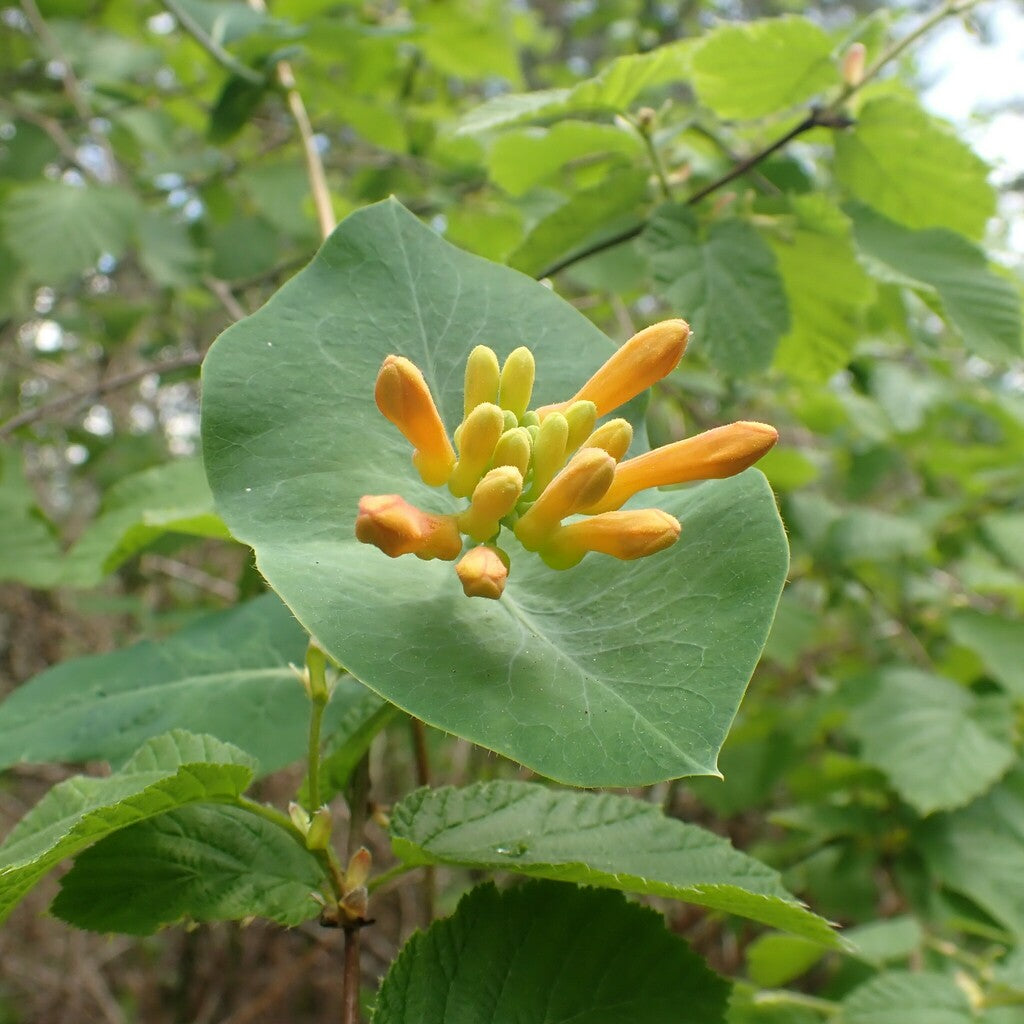 Orange Honeysuckle – Sparrowhawk Native Plants