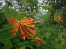 Load image into Gallery viewer, Flowers and leaves of orange honeysuckle (Lonicera ciliosa). One of approximately 200 species of Pacific Northwest native plants available at Sparrowhawk Native Plants in Portland, Oregon.
