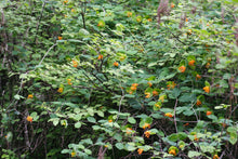 Load image into Gallery viewer, Orange honeysuckle vine (Lonicera ciliosa) flowering in the wild. One of approximately 200 species of Pacific Northwest native plants available at Sparrowhawk Native Plants in Portland, Oregon.