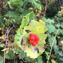 Load image into Gallery viewer, Dying back leaves and red fruit of orange honeysuckle (Lonicera ciliosa). One of approximately 200 species of Pacific Northwest native plants available at Sparrowhawk Native Plants in Portland, Oregon.