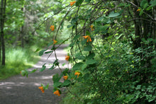 Load image into Gallery viewer, Orange honeysuckle vine (Lonicera ciliosa) hanging over a nature path. One of approximately 200 species of Pacific Northwest native plants available at Sparrowhawk Native Plants in Portland, Oregon.