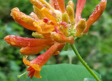 Load image into Gallery viewer, Super close up shot of the bright orange flowers of orange honeysuckle (Lonicera ciliosa) dripping with rain. One of approximately 200 species of Pacific Northwest native plants available at Sparrowhawk Native Plants in Portland, Oregon.