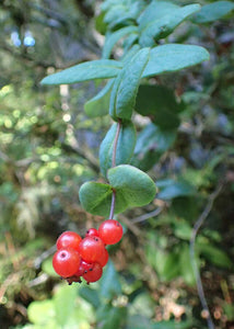 Close-up of the bright red berries of hairy or pink honeysuckle (Lonicera hispidula). One of the 150+ species of Pacific Northwest native plants available through Sparrowhawk Native Plants in Portland, Oregon.