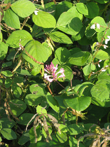 Close-up of the bright green foliage and showy pink flowers of hairy or pink honeysuckle (Lonicera hispidula). One of the 150+ species of Pacific Northwest native plants available through Sparrowhawk Native Plants in Portland, Oregon.