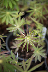Emergent leaves of large-leaved lupine (Lupinus polyphyllus), in one gallon pots, in April. Another stunning Pacific Northwest native plant available at Sparrowhawk Native Plants Nursery in Portland, Oregon.