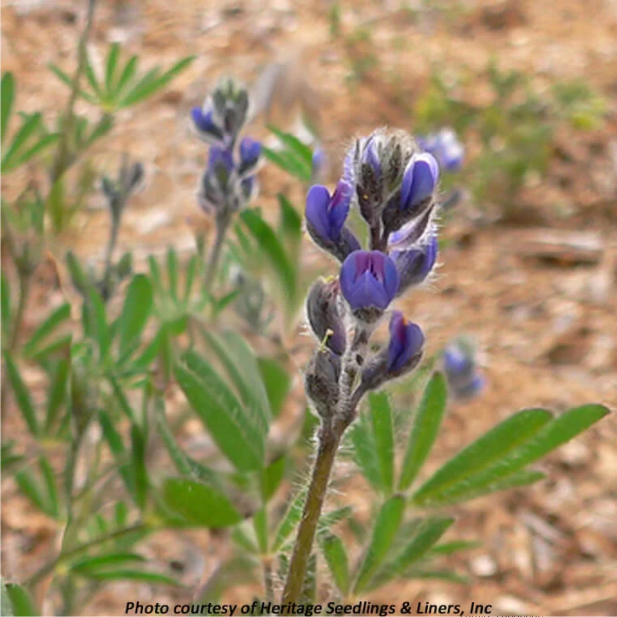 lupine seeds from plant Small-flowered Lupine (Lupinus micranthus) – Sparrowhawk Native Plants
