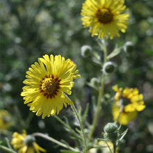 Load image into Gallery viewer, Close-up of Oregon native wildflower Common Madia (Madia elegans). Available at Sparrowhawk Native Plants Nursery in Portland, Oregon.