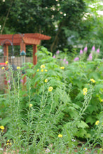 Load image into Gallery viewer, Common madia in the habitat garden (Madia elegans). One of 150+ species of Pacific Northwest native plants available at Sparrowhawk Native Plants, Native Plant Nursery in Portland, Oregon.