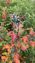 Load image into Gallery viewer, Red and orange leaves and ripening blue fruits of tall Oregon grape (Berberis aquifolium or Mahonia aquifolium). One of approximately 200 species of Pacific Northwest native plants available at Sparrowhawk Native Plants nursery in Portland, Oregon