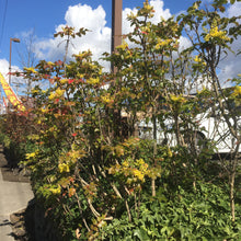 Load image into Gallery viewer, Tall Oregon grape (Berberis aquifolium or Mahonia aquifolium) in an urban area. One of approximately 200 species of Pacific Northwest native plants available at Sparrowhawk Native Plants nursery in Portland, Oregon